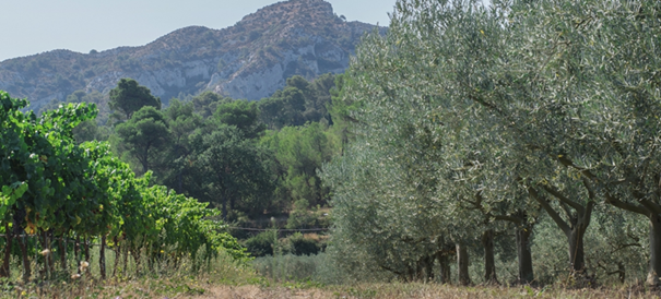 Vigne et olivier